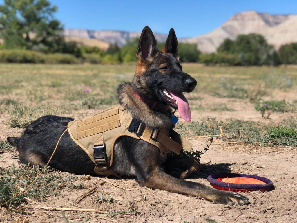 Large Dog Harness Collar Leash Set Military Dog Harnesses Pet Tactical Vest Training German Shepherd For Medium Large Dogs