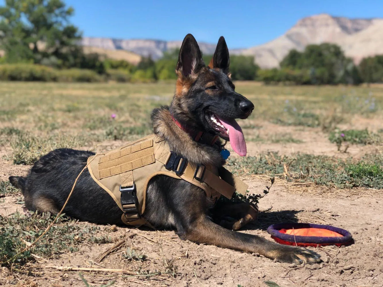 Large Dog Harness Collar Leash Set Military Dog Harnesses Pet Tactical Vest Training German Shepherd For Medium Large Dogs