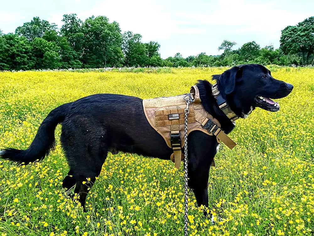 Large Dog Harness Collar Leash Set Military Dog Harnesses Pet Tactical Vest Training German Shepherd For Medium Large Dogs